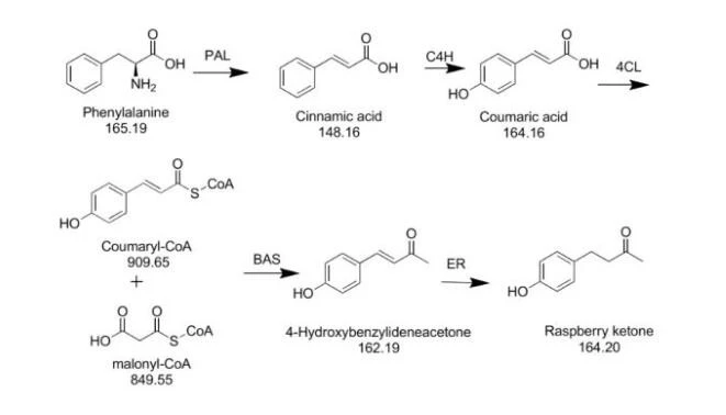 Nature Raspberry Ketone.webp